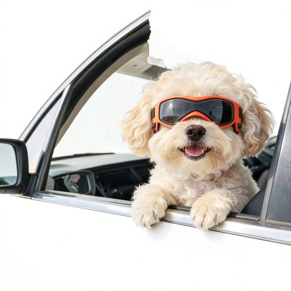 BillionChains Dog Goggles UV Protection Small Breeds Orange-2