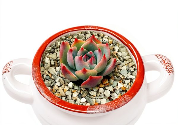 2lb Succulents and Cactus Green Zeolite Gravel by Boniosz for Bonsai-5