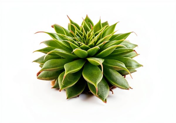 2lb Succulents and Cactus Green Zeolite Gravel by Boniosz for Bonsai-4
